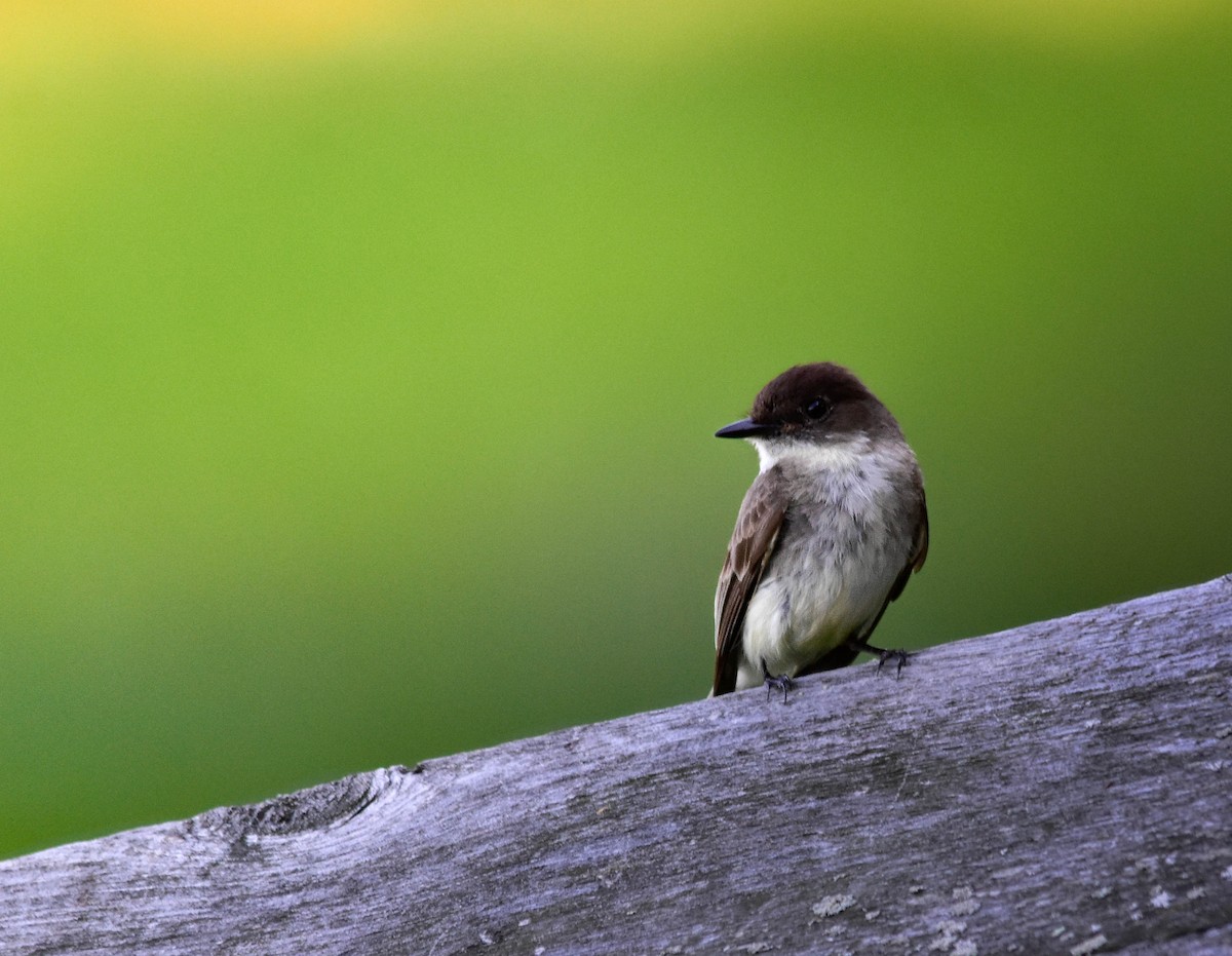 Eastern Phoebe - ML638296334