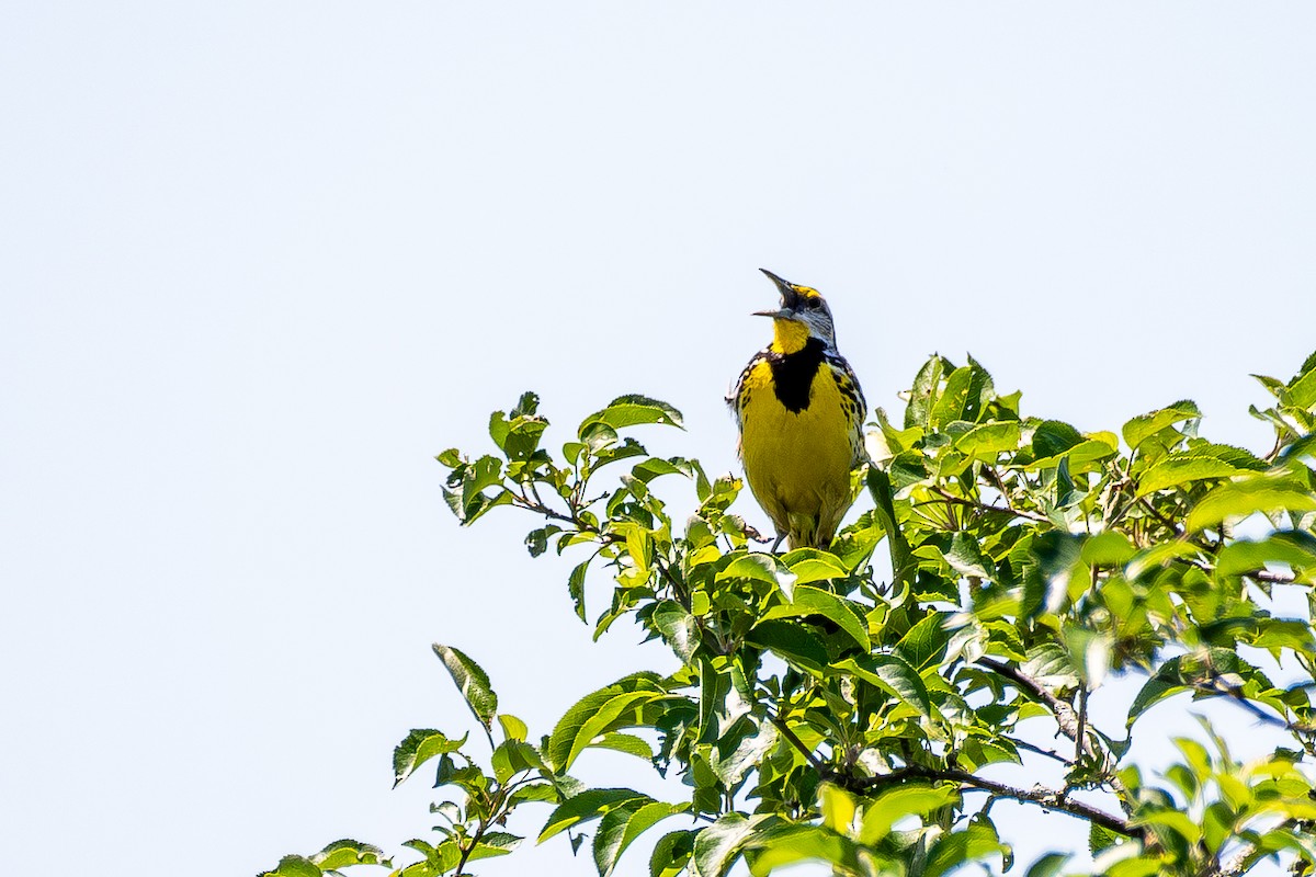 Eastern Meadowlark - ML638296335
