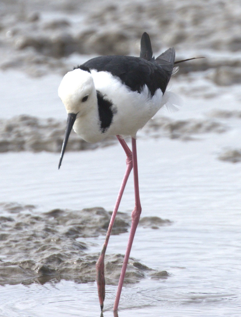 Pied Stilt - ML638296336