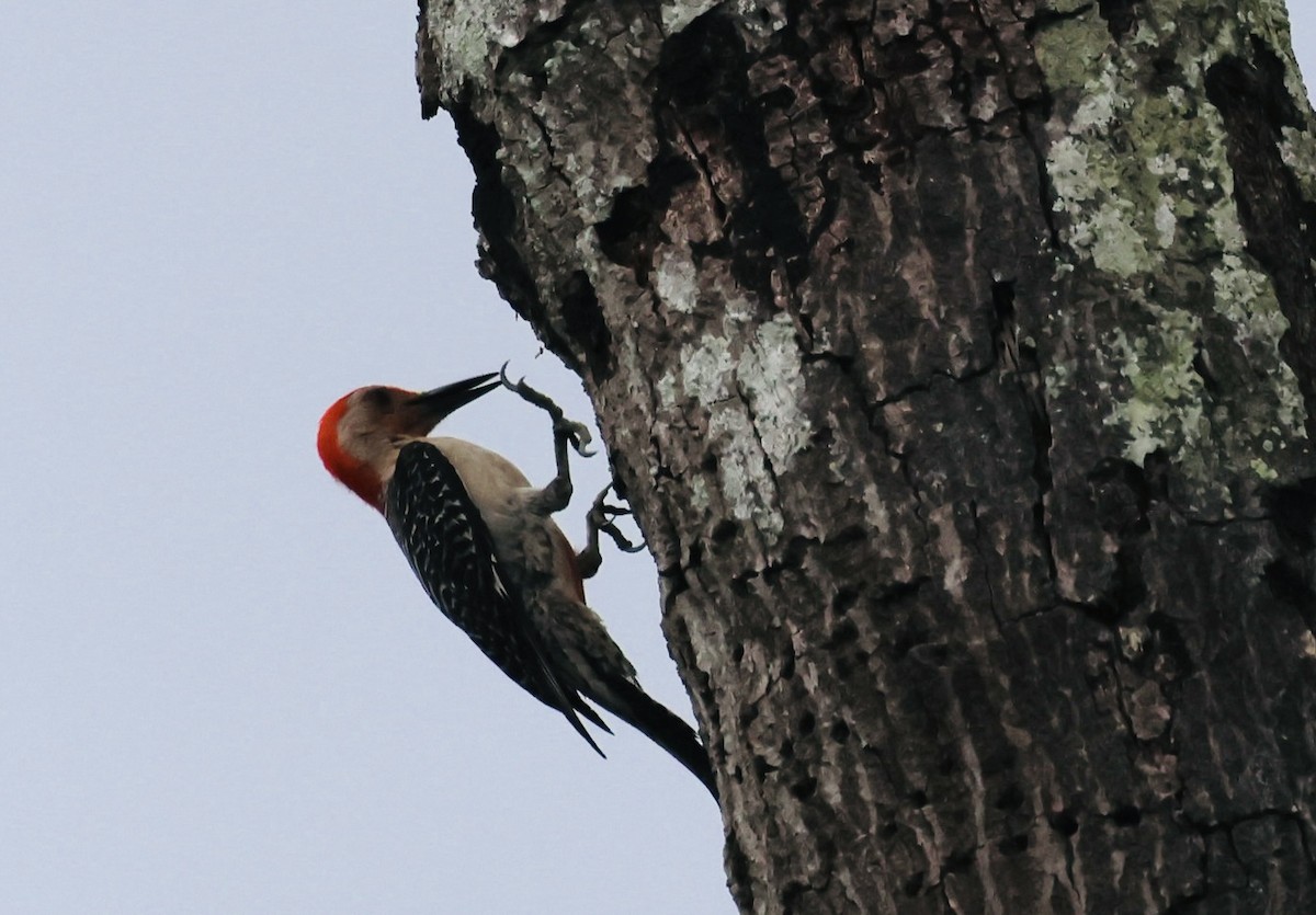 Red-bellied Woodpecker - ML638296343