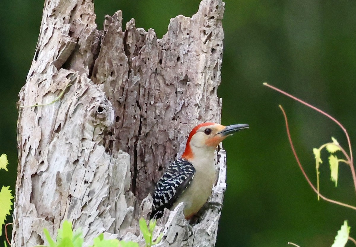 Red-bellied Woodpecker - ML638296344