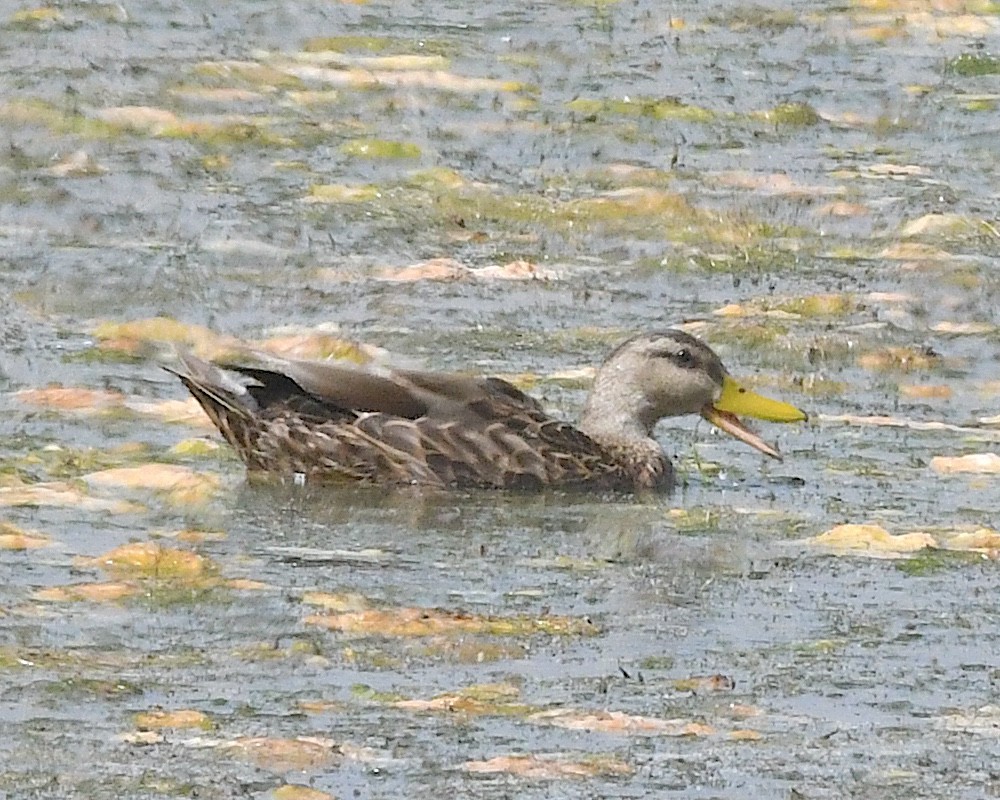 Mexican Duck - ML638296349