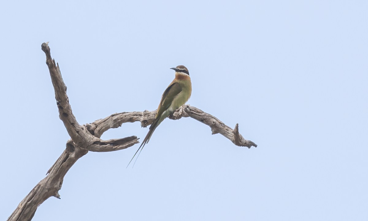 Olive Bee-eater - ML638296351