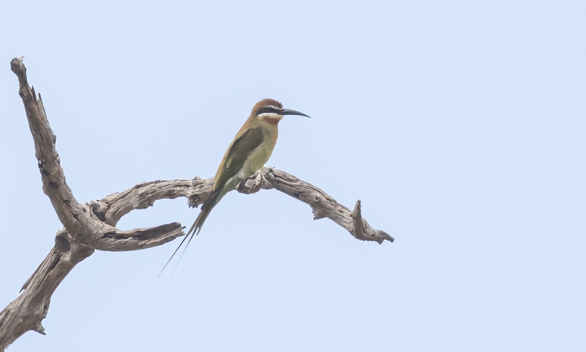 Olive Bee-eater - ML638296352