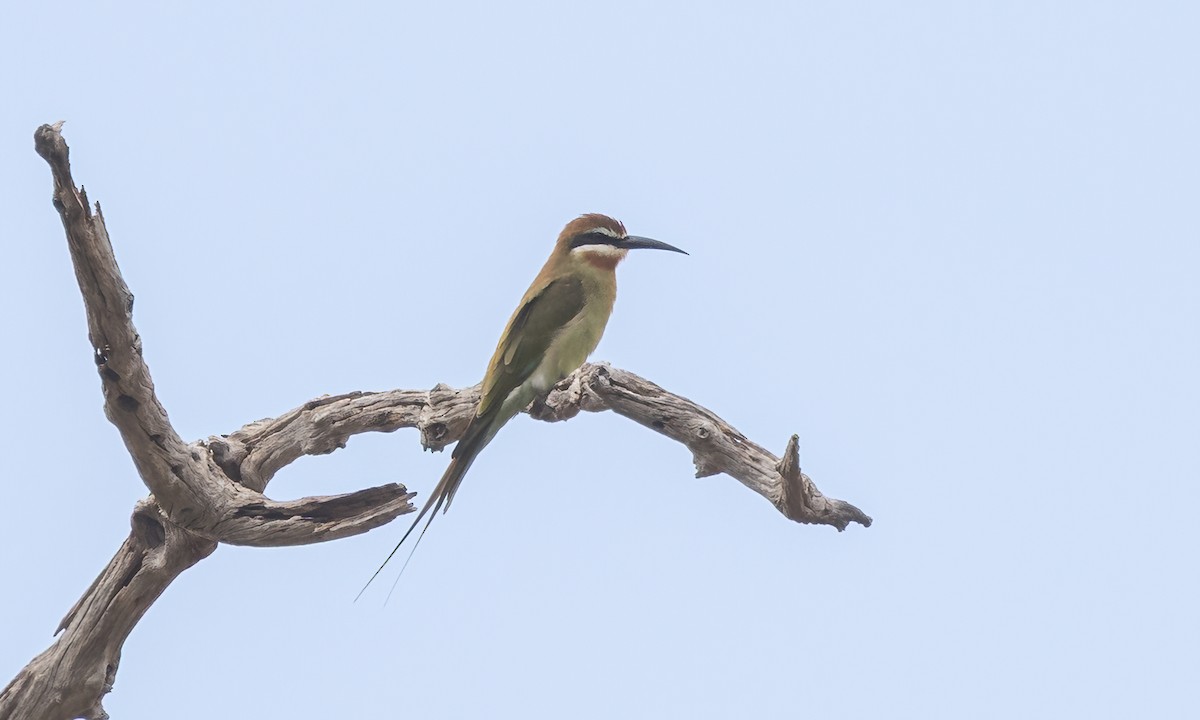 Olive Bee-eater - ML638296353