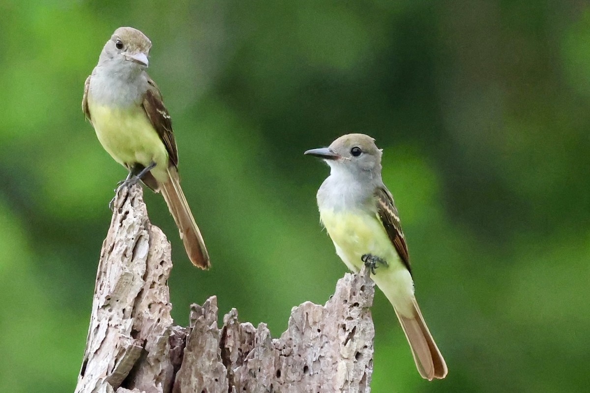 Great Crested Flycatcher - ML638296355