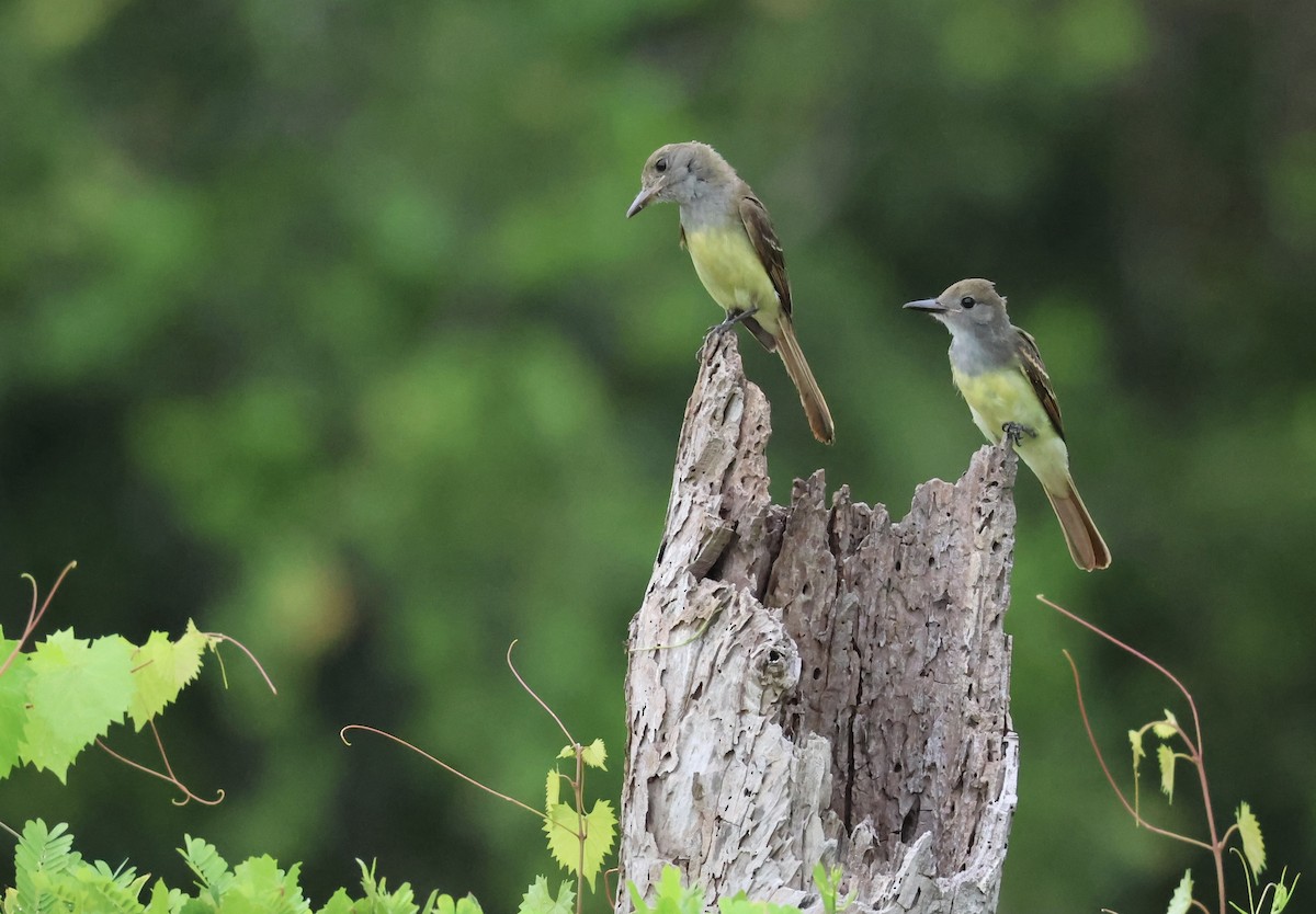 Great Crested Flycatcher - ML638296356