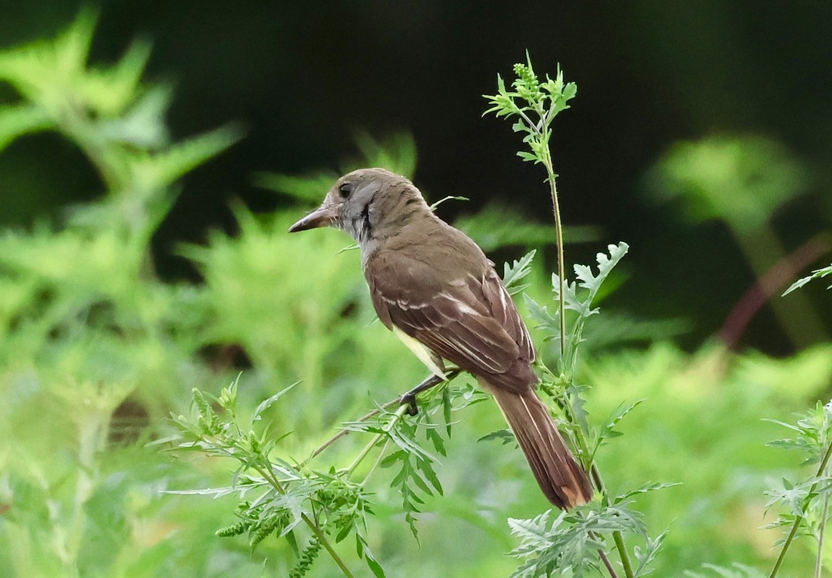 Great Crested Flycatcher - ML638296357