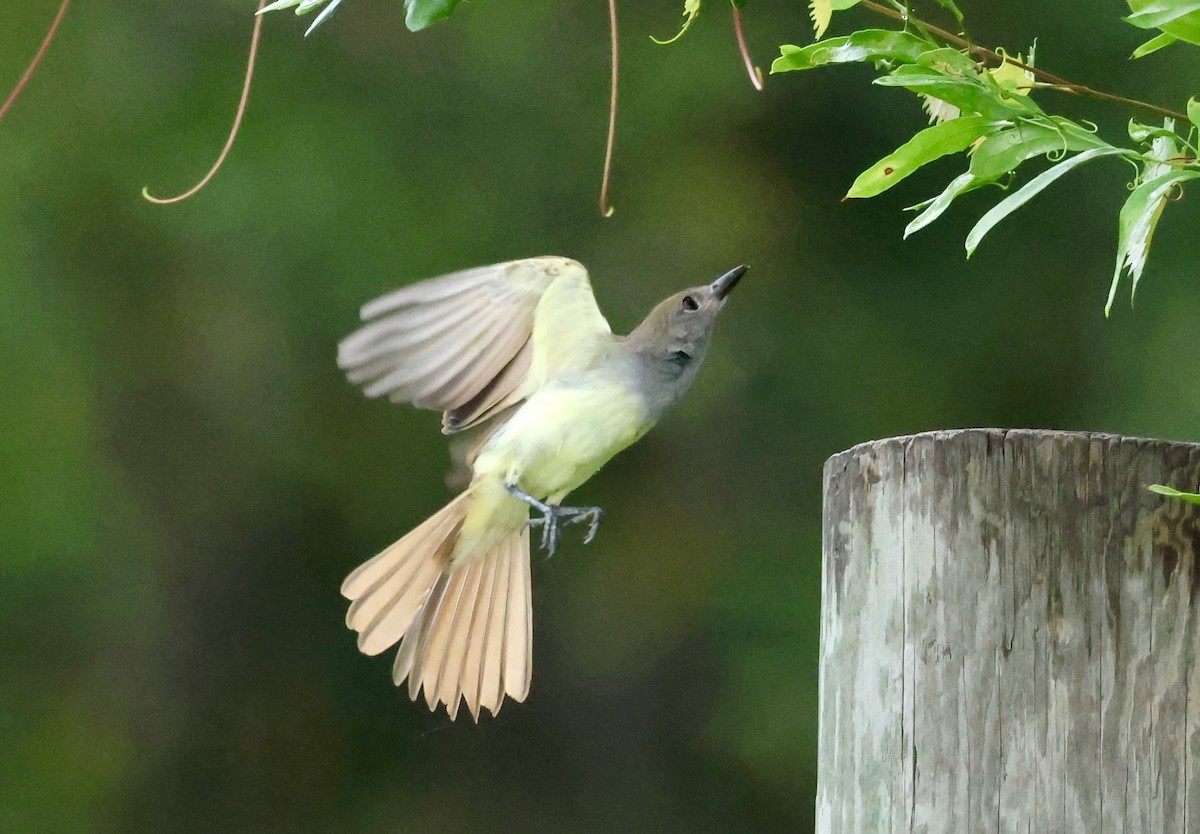 Great Crested Flycatcher - ML638296358