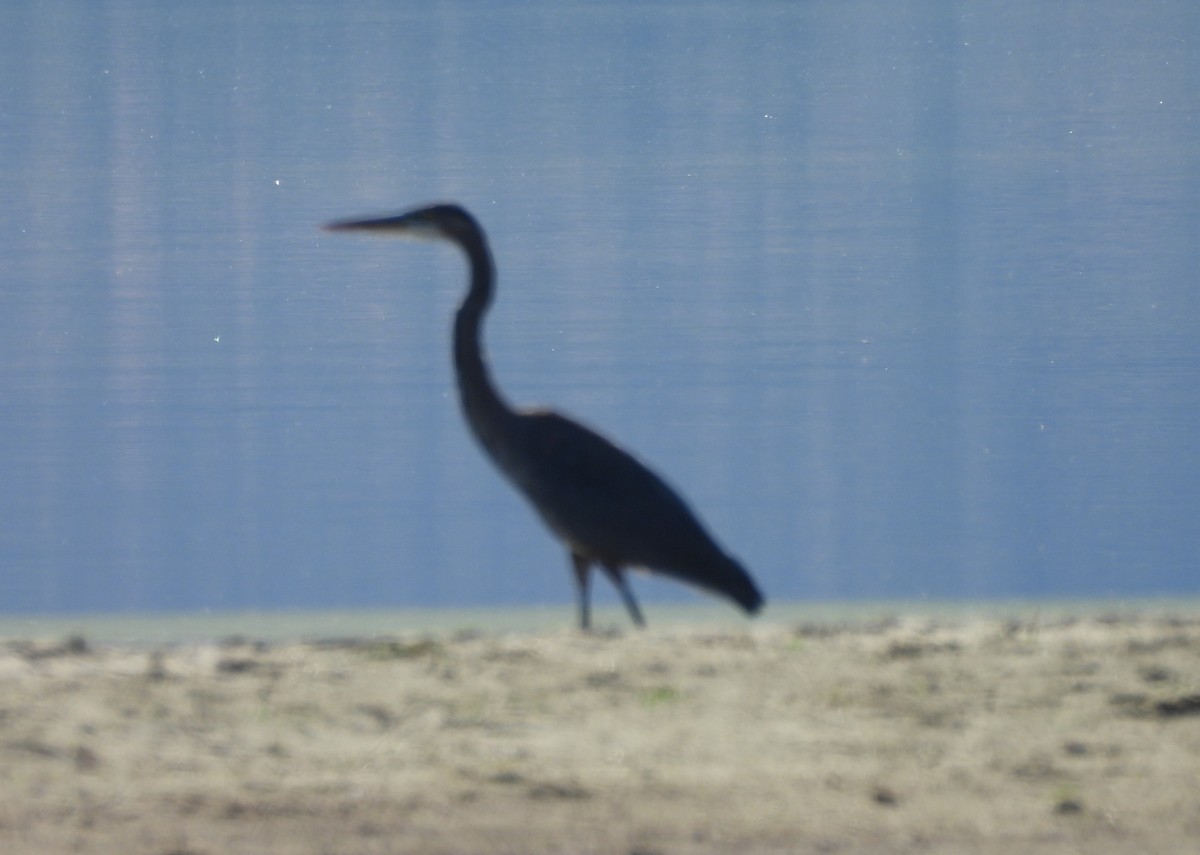 Great Blue Heron - ML638296360