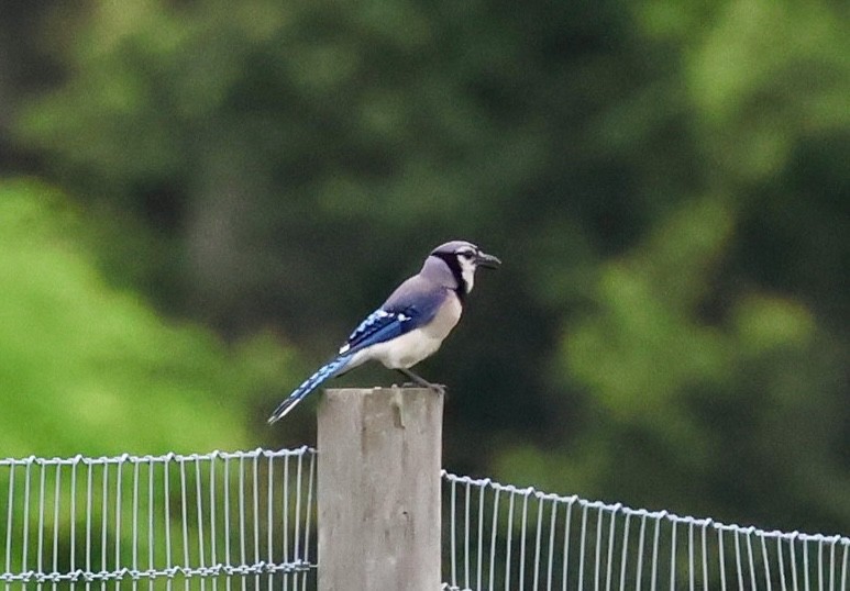 Blue Jay - ML638296363