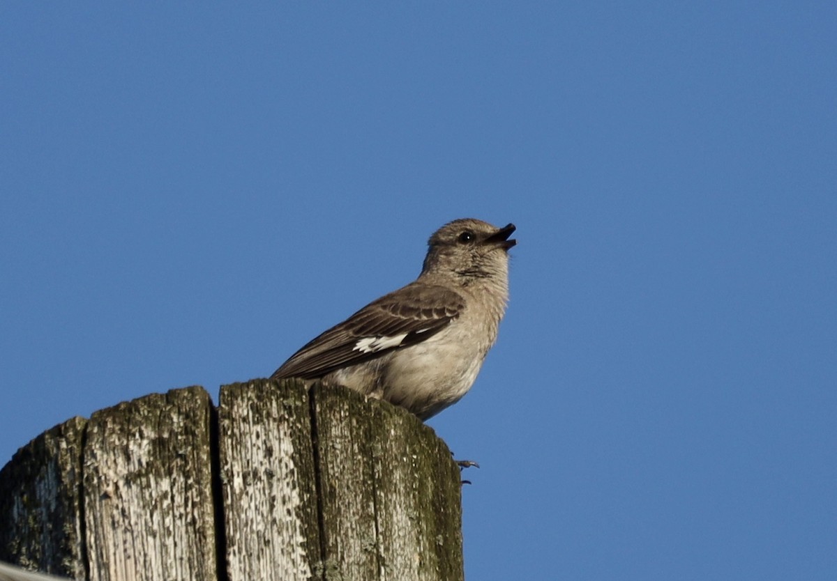 Northern Mockingbird - ML638296365