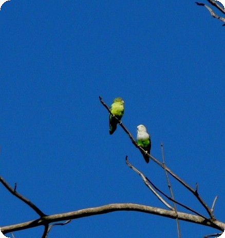 Gray-headed Lovebird - ML638296366