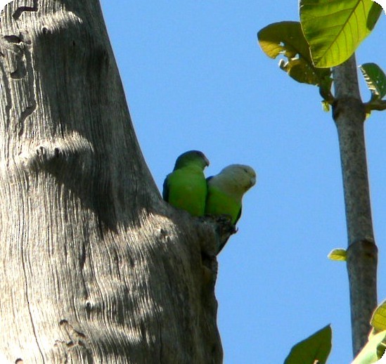 Gray-headed Lovebird - ML638296367