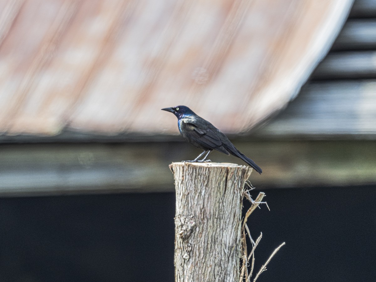 Common Grackle - ML638296371