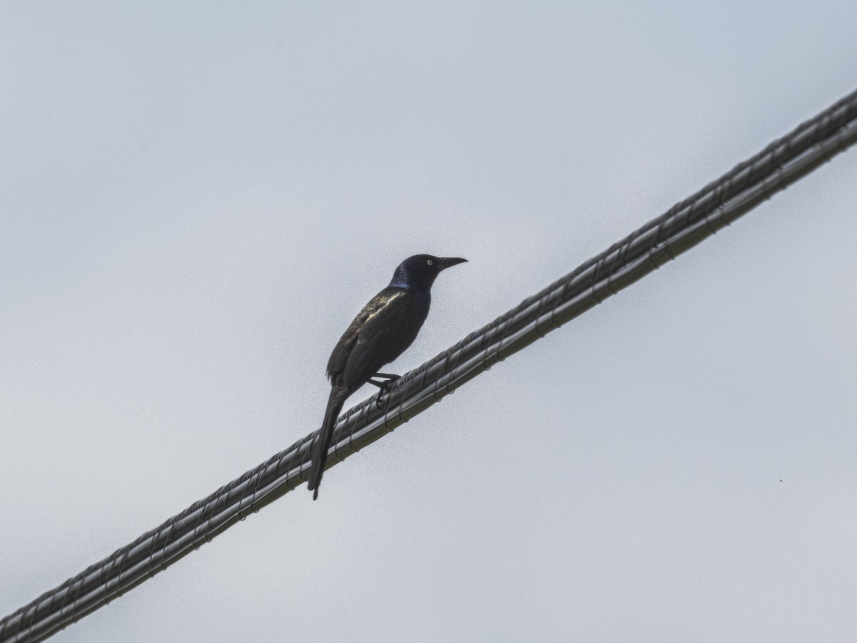 Common Grackle - ML638296372