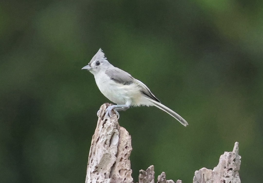 Tufted Titmouse - ML638296373