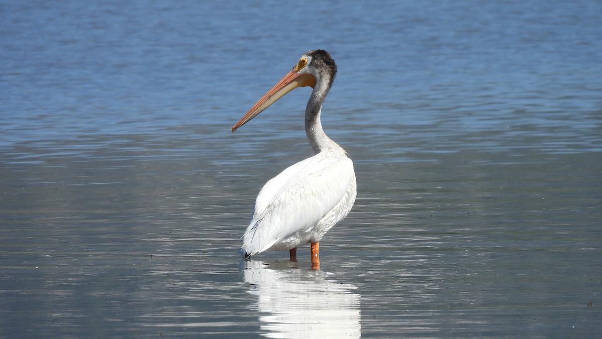 American White Pelican - ML638296374