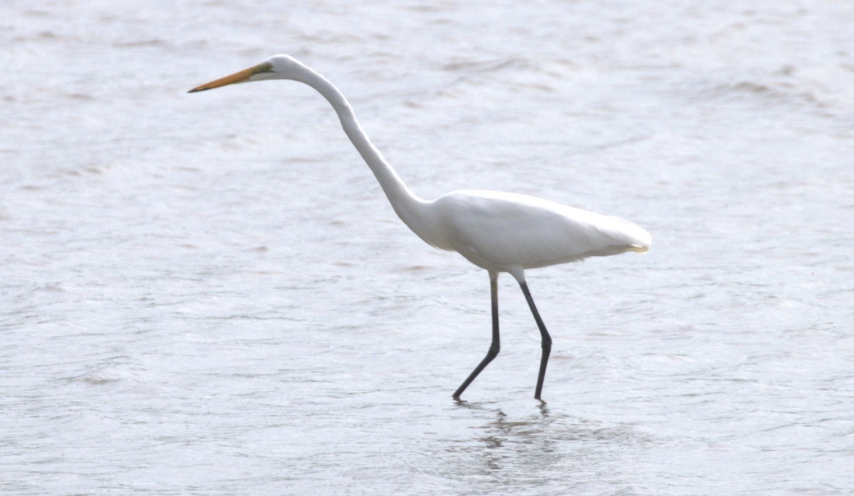 Great Egret (modesta) - ML638296375