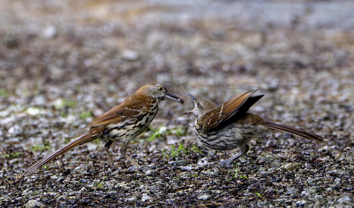 Brown Thrasher - ML638296377