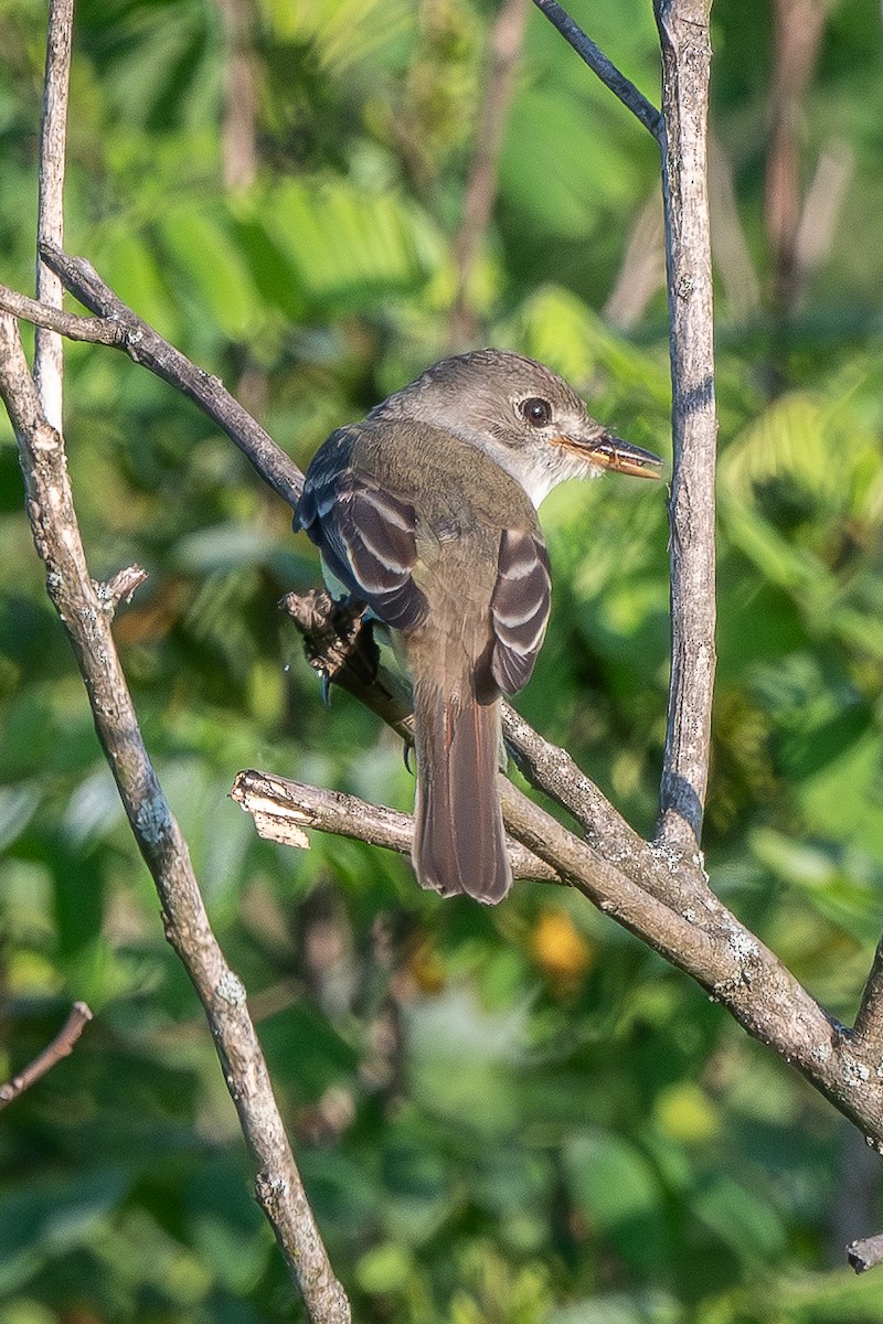 Willow Flycatcher - ML638296379