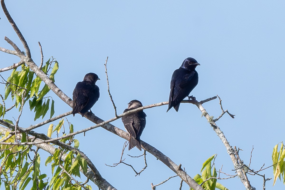 Purple Martin - ML638296386
