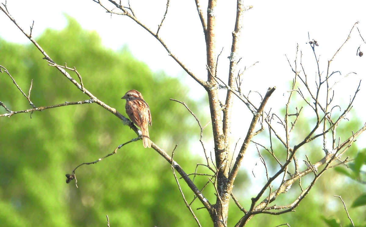 Song Sparrow - ML638296401