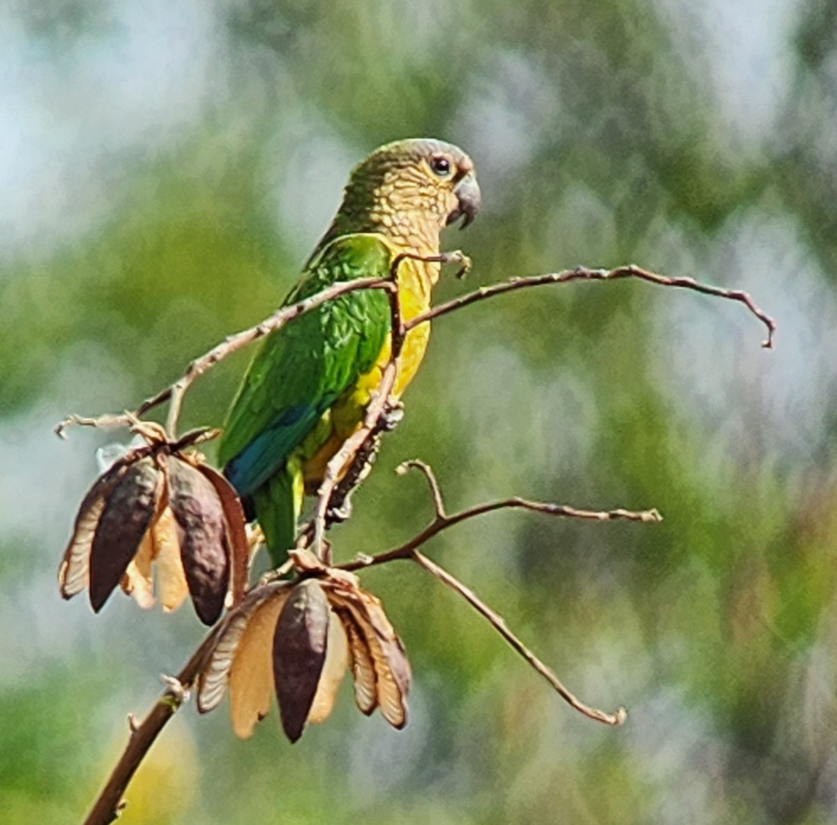 aratinga hnědohrdlý - ML638296406
