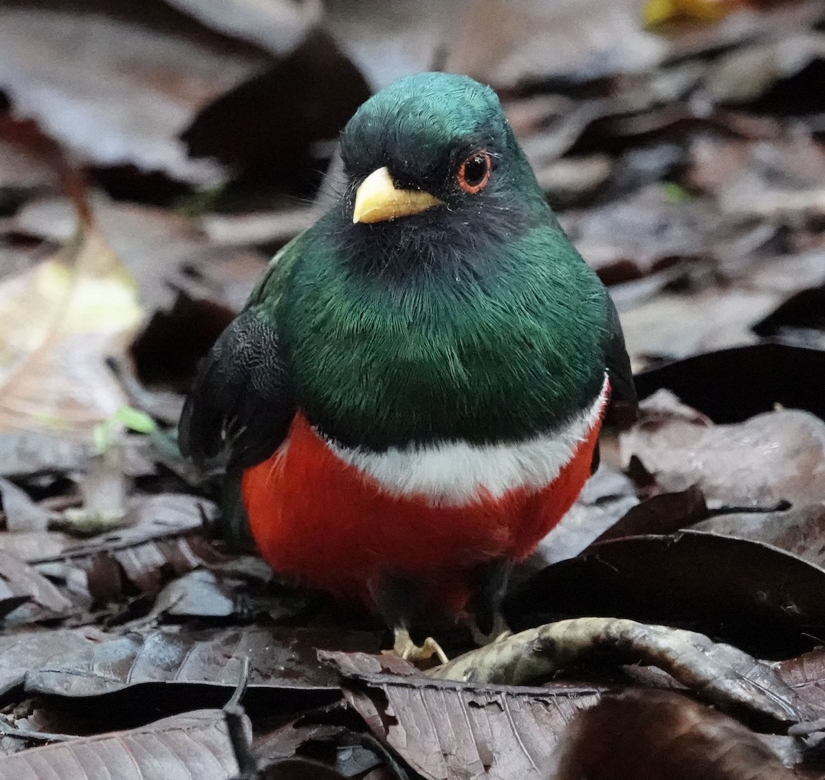 trogon škraboškový - ML638296413