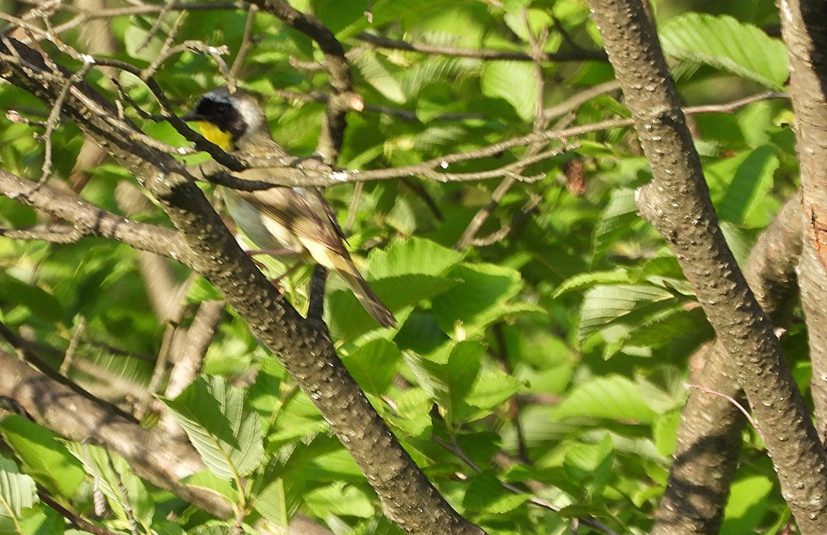 Common Yellowthroat - ML638296415