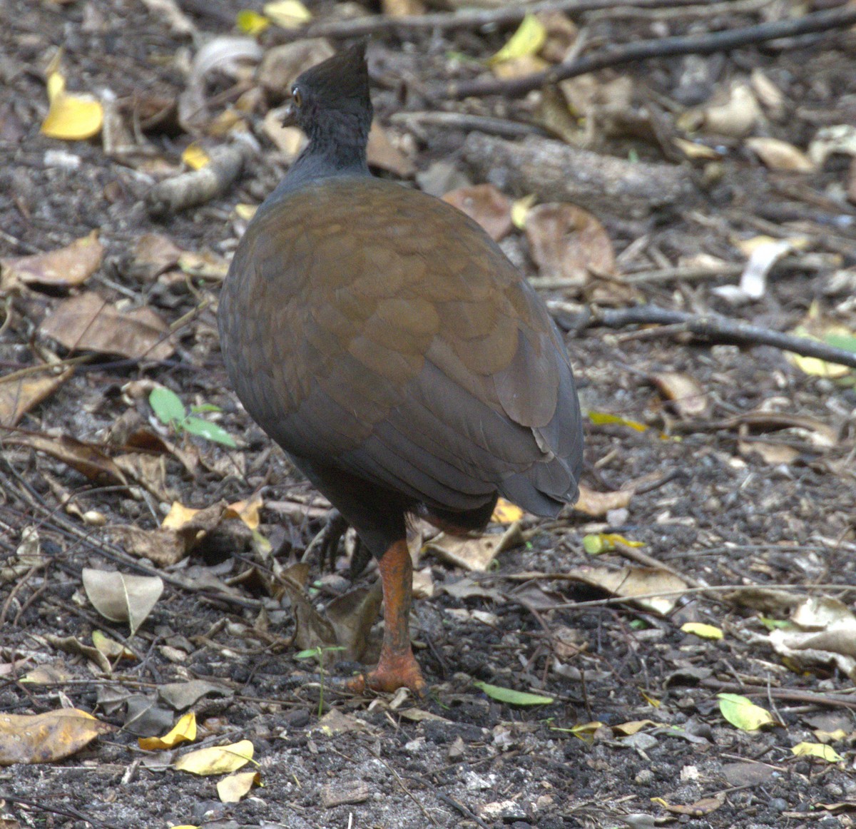 Orange-footed Megapode - ML638296429