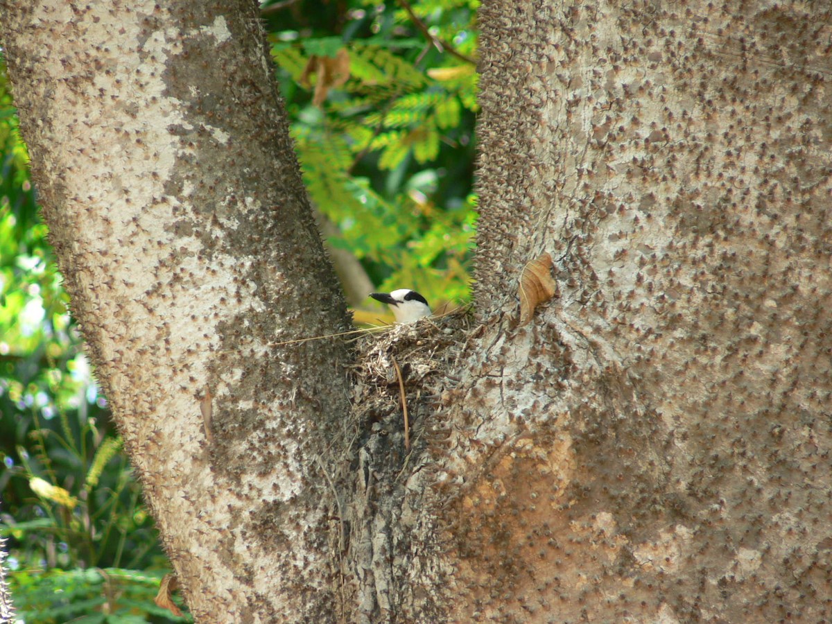 Hook-billed Vanga - ML638296430