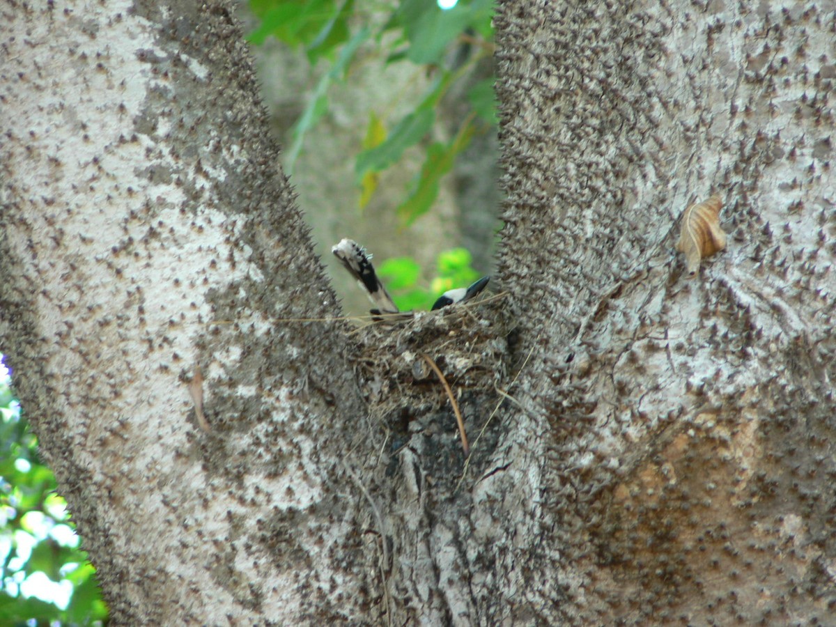 Hook-billed Vanga - ML638296431