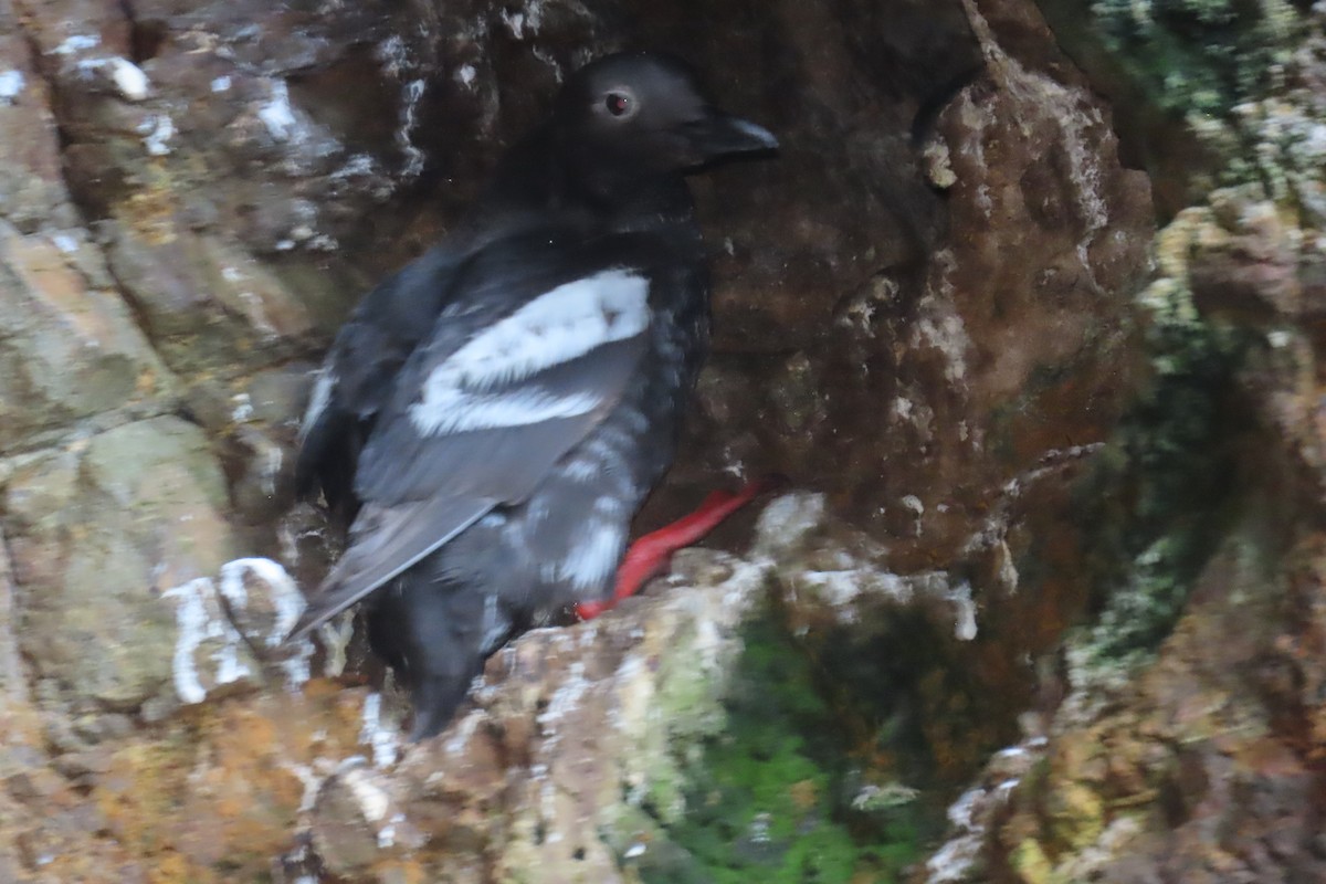 Pigeon Guillemot - ML638296433