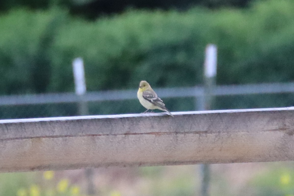 Lesser Goldfinch - ML638296435