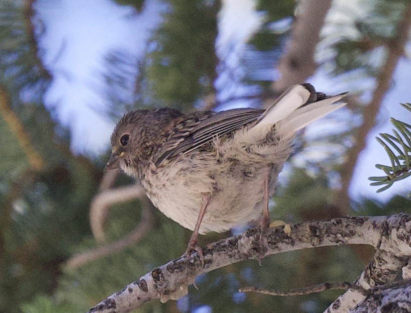 strnadec zimní [skupina oreganus] - ML638296436