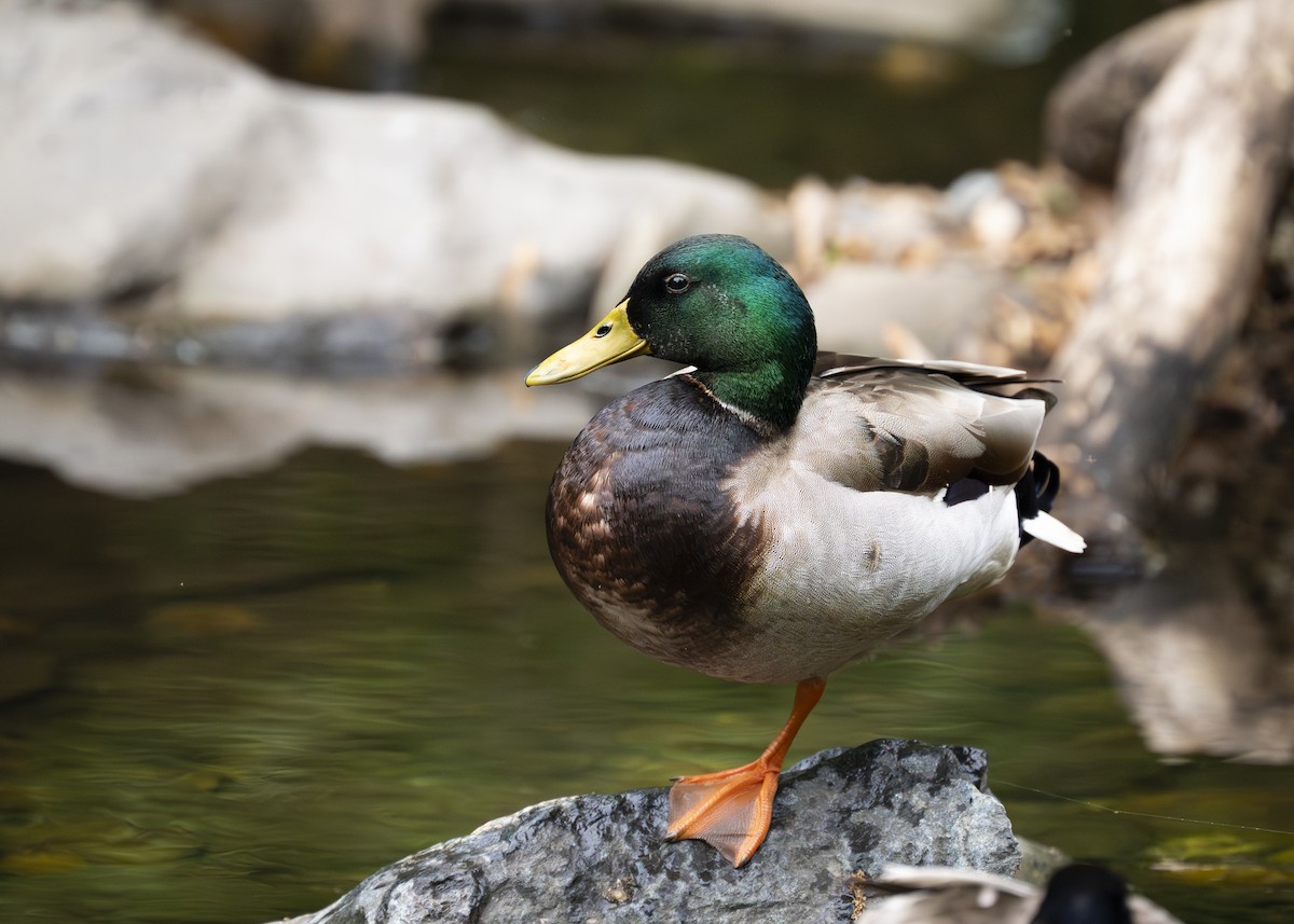 Mallard - ML638296437