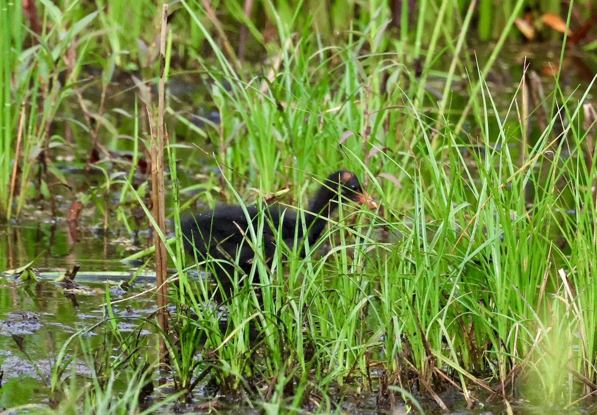 Common Gallinule - ML638296439
