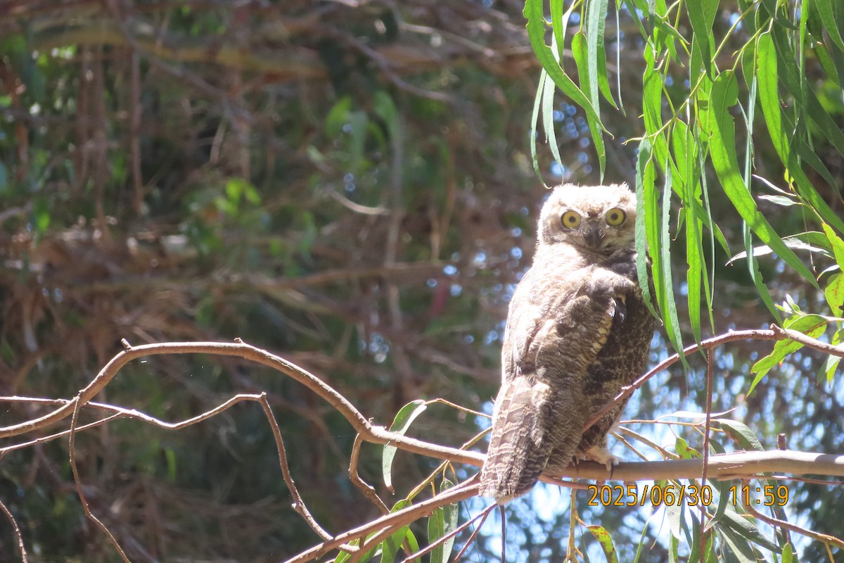 Great Horned Owl - ML638296442