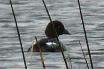 Common Goldeneye - ML638296444