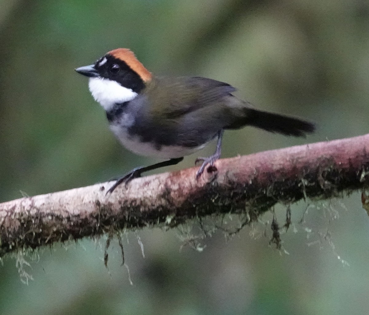 Chestnut-capped Brushfinch - ML638296450