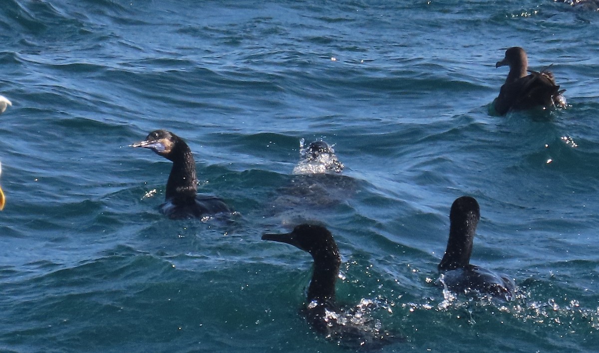 Brandt's Cormorant - ML638296455