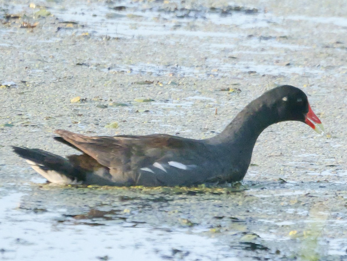 Common Gallinule - ML638296463