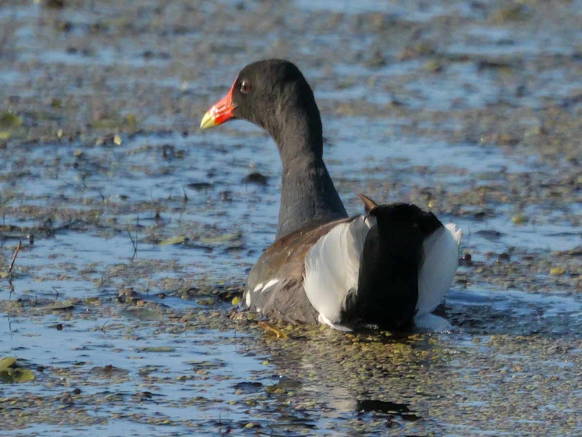 Common Gallinule - ML638296464
