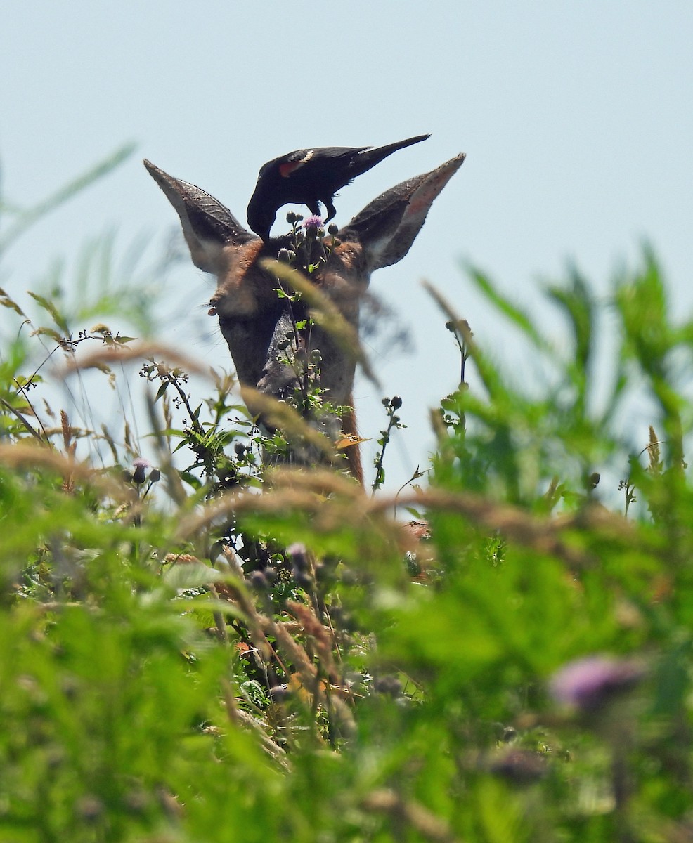 Red-winged Blackbird - ML638296466