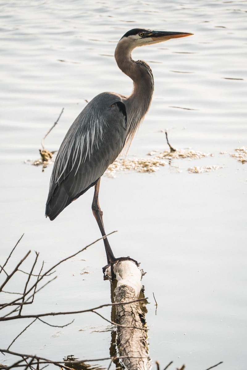 Great Blue Heron - ML638296469