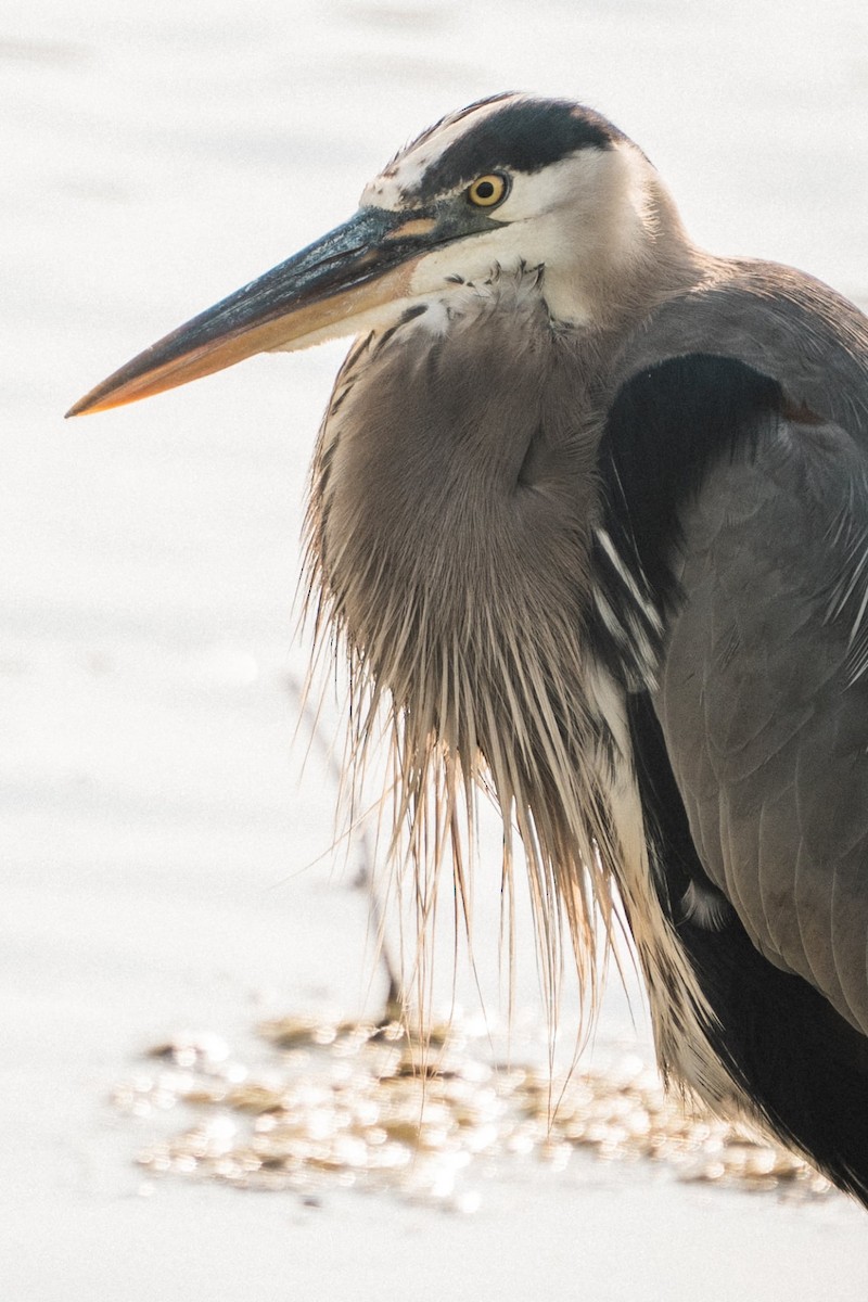 Great Blue Heron - ML638296470