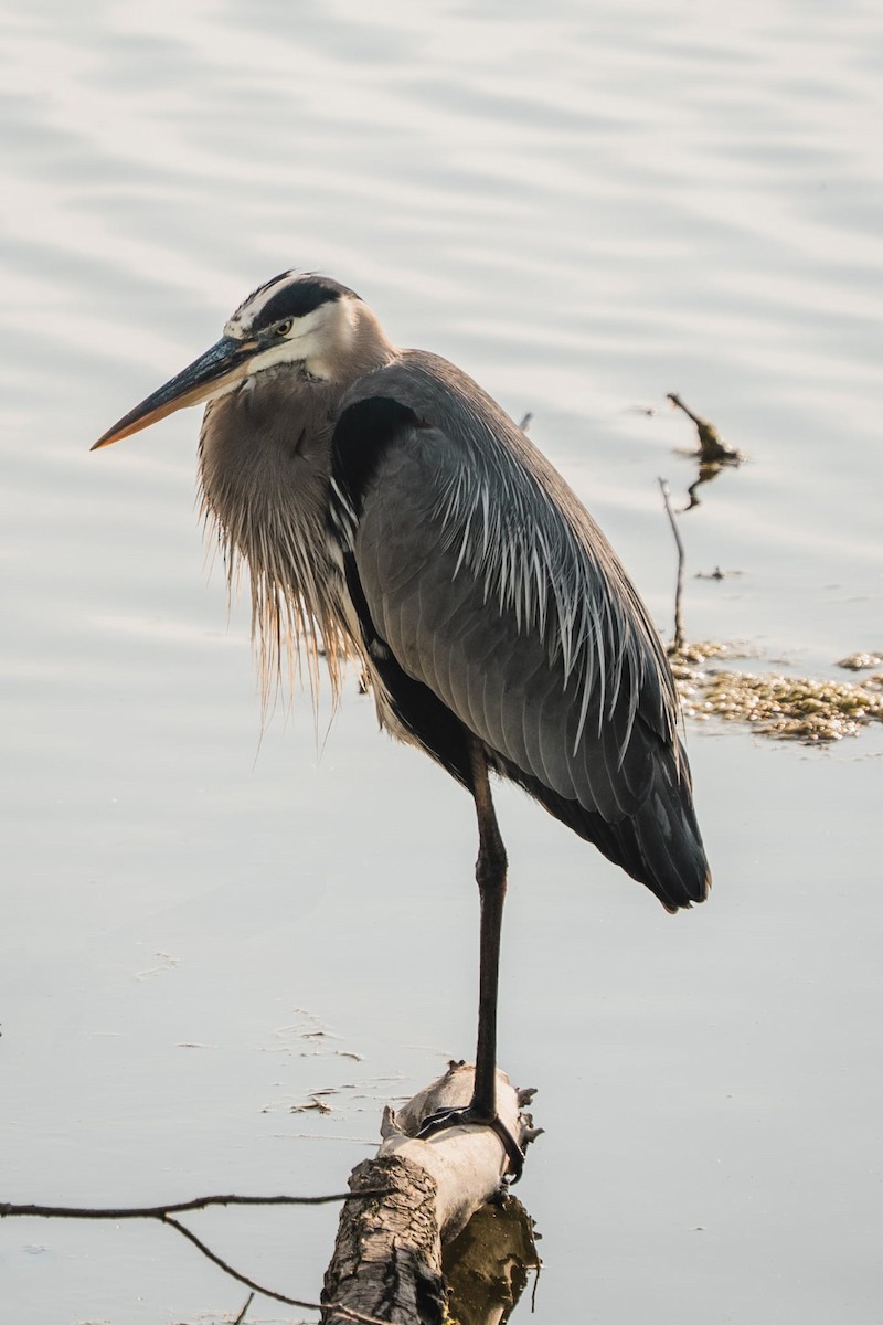 Great Blue Heron - ML638296471