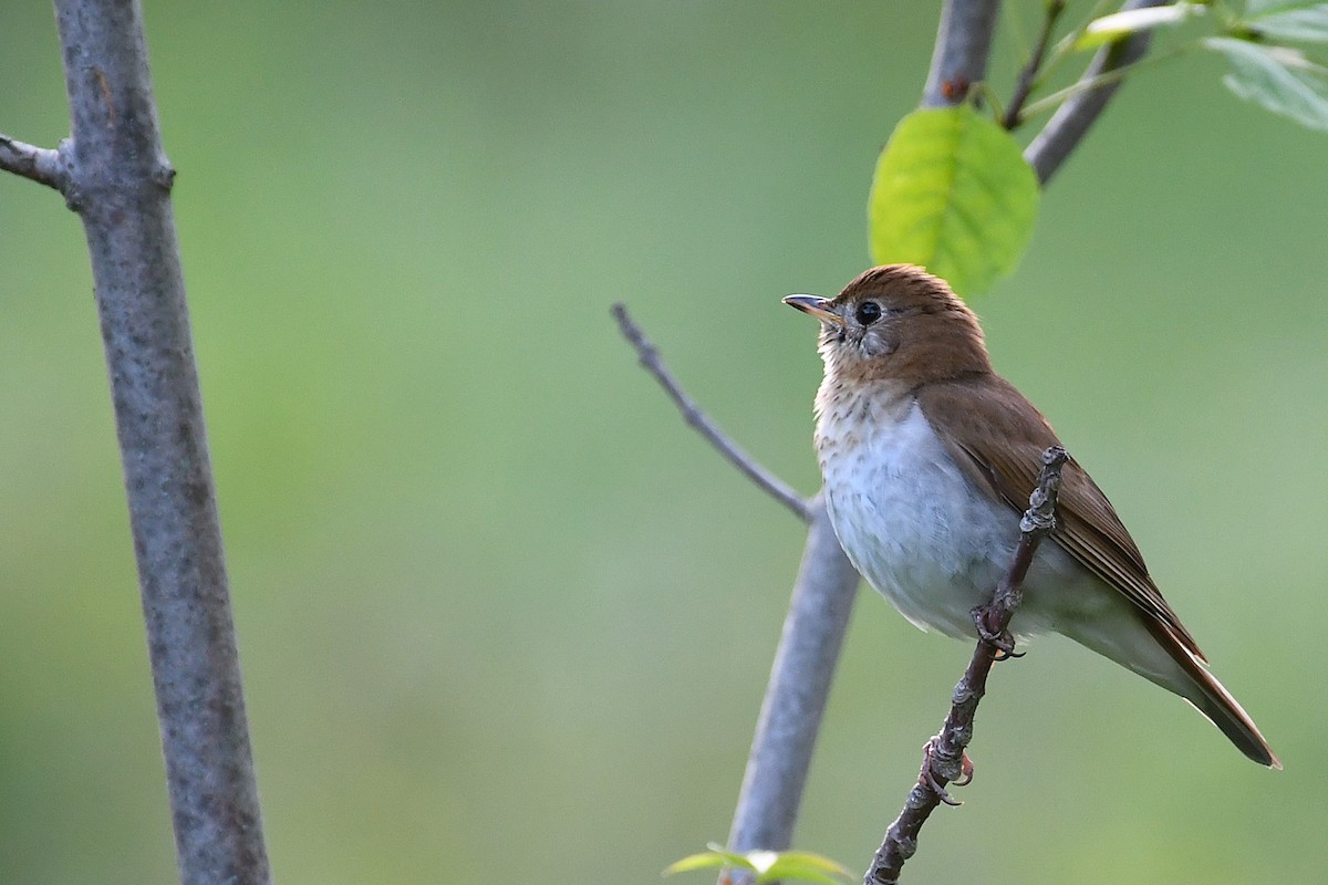 Veery - ML638296472