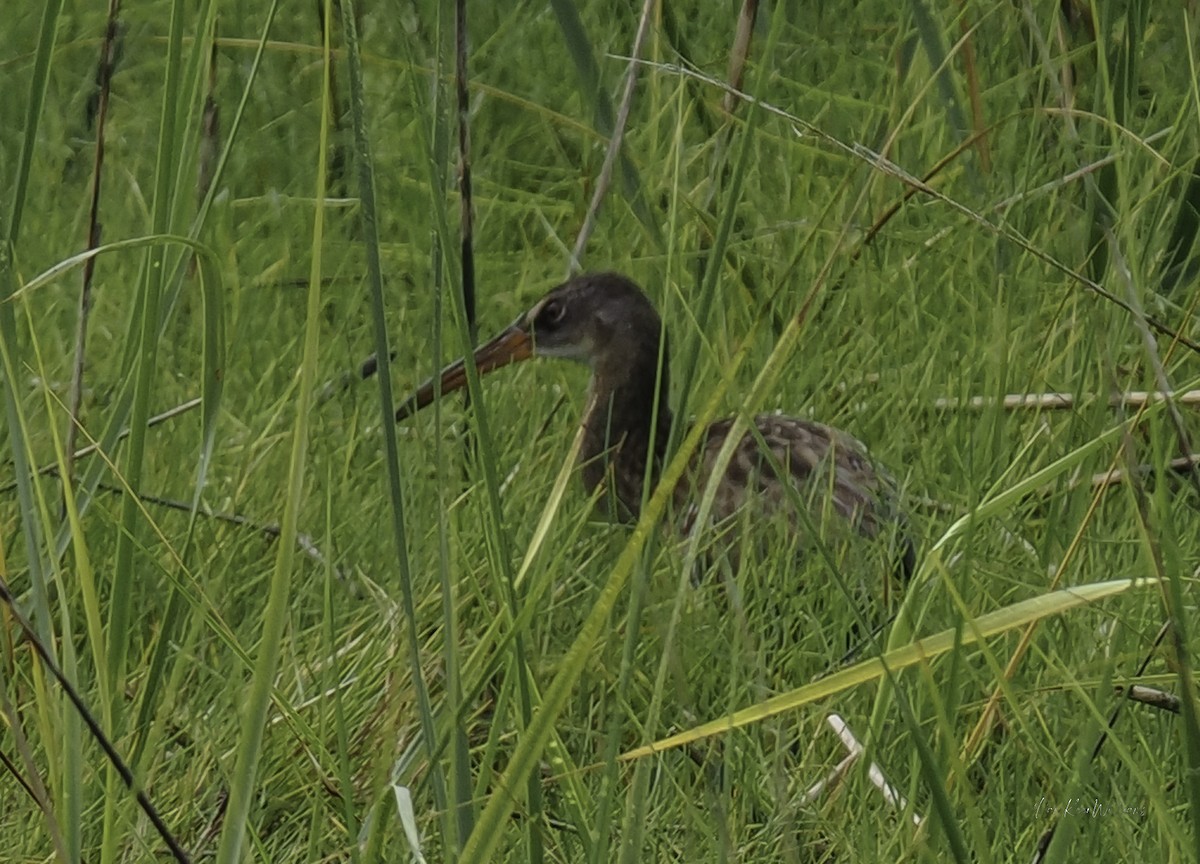 Clapper Rail - ML638296474
